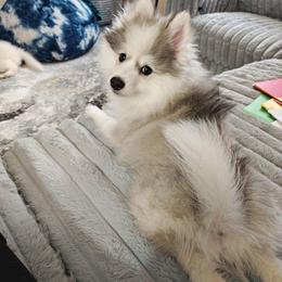 Pepper - Wolf sable male Pomsky puppy in Idaho Falls, Idaho from Idaho Pomsky