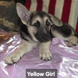 Yellow Girl - Black and cream female Shiloh Shepherd puppy in Dover, Florida from Heritage Shilohs