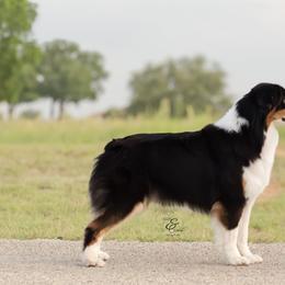 Australian Shepherd and Miniature Australian Shepherd All Grown Up from Ridgestar Aussies