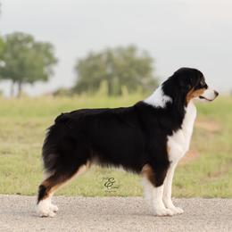 Australian Shepherd and Miniature Australian Shepherd All Grown Up from Ridgestar Aussies