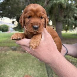 Light Pink-Ginny Weasley - Mahogany female Irish Setter puppy in Franklin, Idaho from Spring Creek Irish Setters