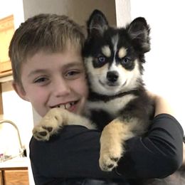 Pomsky Puppies from River Enz Pomskies