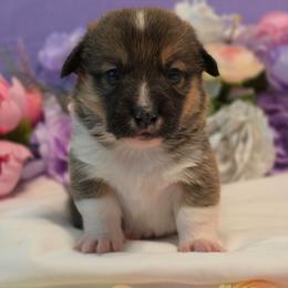 Rocket - Sable male Pembroke Welsh Corgi puppy in Austin, Texas from Cutest Corgi's of Austin