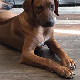 Hank - Red wheaten male Rhodesian Ridgeback puppy in Ocala, Florida from DogWood Kennels