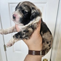 Mason - Blue merle male Aussiedoodle puppy in Galena, Illinois from Perry's doodles