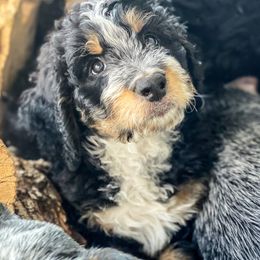 Australian Cattle Dog and Bernedoodle Puppies from Diamond U Doodles & True Grit Stockdogs