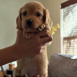 Ginger - Red female Dachshund puppy in Madera, California from Winnie’s Doxies