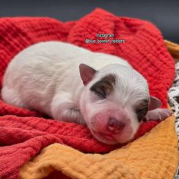 (Green) Red Male - Red speckled male Australian Cattle Dog puppy in Burleson, Texas from Bluebonnet Heelers