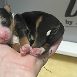 Bernedoodle Puppies from Myt fine doodles