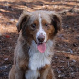 Rascal - Miniature Australian Shepherd