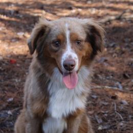 Rascal - Miniature Australian Shepherd