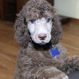 Poodle Puppies from RK'S Pets