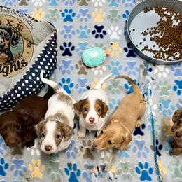 Dachshund Puppies from Doxi Delights AKC Miniature Dachshunds