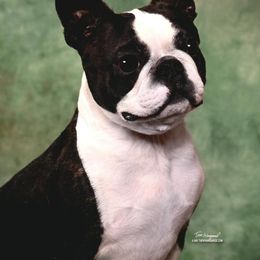Phoenix - Boston Terrier