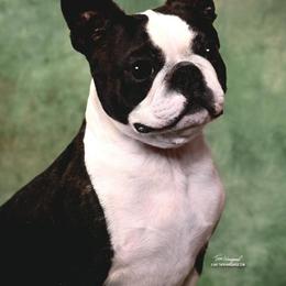 Phoenix - Boston Terrier