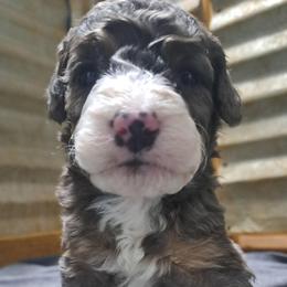 Rudy - Tri-color male Bernedoodle puppy in Lafayette, Alabama from Williams Lake Doodles
