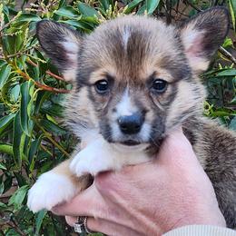 Sable boy 5 - Sable and white male American Corgi puppy in Hampton, Tennessee from TC Farms Stock Dogs - Miniature Australian Shepherds