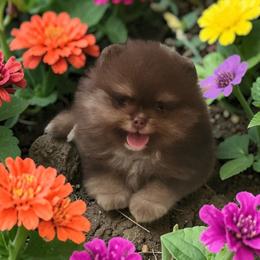 Gatlin 3,500 dollars - Chocolate and tan male Pomeranian puppy in Amelia, Ohio from Boujee Puff Poms