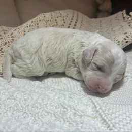 Cream boy - Cream male Poodle puppy in Rochester, New York from Mellies Miniature Poodles