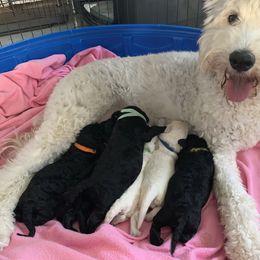 Goldendoodle Puppies from Luper Doodle LLC