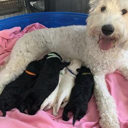 Goldendoodle Puppies from Luper Doodle LLC