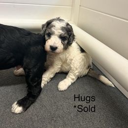 Bernedoodle and Cockapoo Puppies from Doodles of Joy