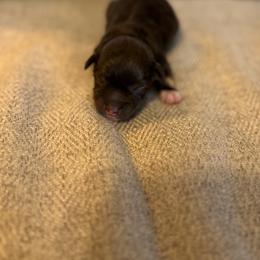 Sully - Liver male Miniature Schnauzer puppy in Moreauville, Louisiana from Bayou Schnauz and Dals