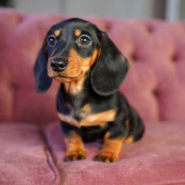 Jan - Black and tan female Dachshund puppy in Temecula, California from Naomi Magee's Dachshund Kennel