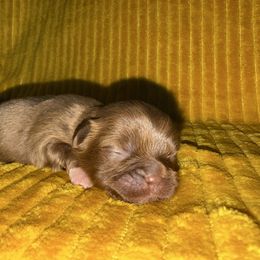 Boy 1 - Liver male Shih Tzu puppy in Ft Mc Coy, Florida from Everlasting Shih Tzu