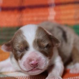 SPOOKY - Red merle male Australian Shepherd puppy in Star City, Arkansas from Blush & Lace Aussie Co.