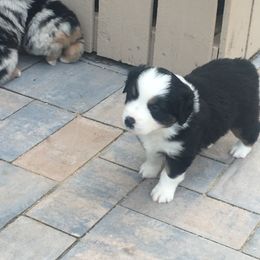 Australian Shepherd and Miniature Australian Shepherd Puppies from Kid’s Kingdom Australian Shepherds