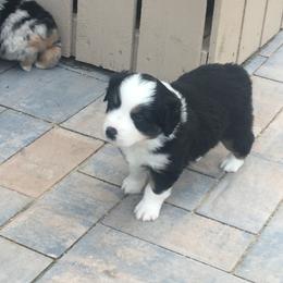 Australian Shepherd and Miniature Australian Shepherd Puppies from Kid’s Kingdom Australian Shepherds