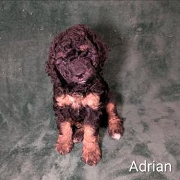Adrian - Black and tan male Cockapoo puppy in Sunset, Louisiana from Cano Cockapoos