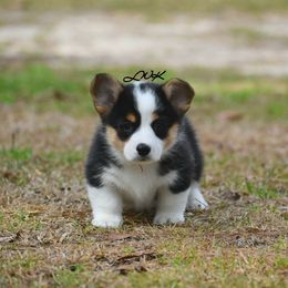 French Bulldog and Pembroke Welsh Corgi Puppies from Little Women's Frenchies & Corgis