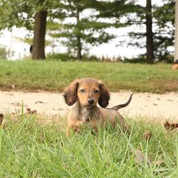 Pickles - Sable male Dachshund puppy in Ridgeville, Indiana from Rafter D4 Ranch - Mini Dachshunds