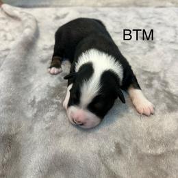 BTM - Black tri male Miniature Australian Shepherd puppy in Tallapoosa, Georgia from Williams Shepherds