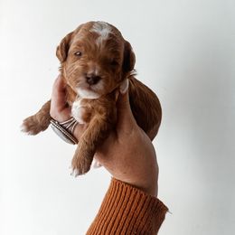 Eve - Red female Cavapoo puppy in Shingle Springs, California from Kindred Oak Goldendoodles