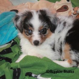 Miniature Australian Shepherd and Toy Australian Shepherd Puppies from Sapphire Stables