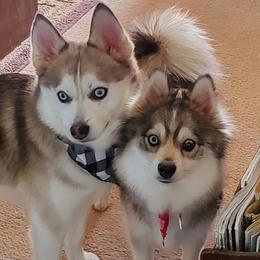 MJ - Pomsky