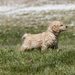 Golden Retriever Puppies from Welch Family Golden Retrievers