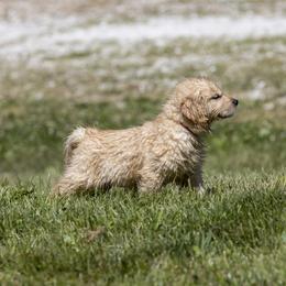 Golden Retriever Puppies from Welch Family Golden Retrievers