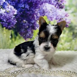 Gracie 2800 - Parti female Yorkshire Terrier puppy in Nicholls, Georgia from Southeast Biewers
