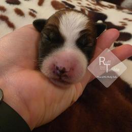 Boy 1 - White and tan male Russell Terrier puppy in Harvel, Illinois from Ruff and Tumble Russell Terriers