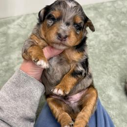 Applejack - Blue merle male Aussiedoodle puppy in Heber City, Utah from Junipersdoodles