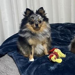 Willow - Pomeranian