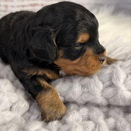 Chippey - Black and tan male Havapoo puppy in Spokane, Washington from Havaluv Puppies