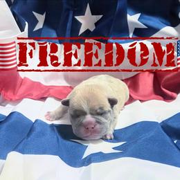 Freedom - Blue fawn female French Bulldog puppy in Denver, Colorado from Mecham Family kennels -MechamFrenchies