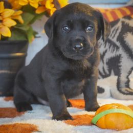 Green Collar - Black male Labrador Retriever puppy in Ridgecrest, California from Black Mountain Service Dogs