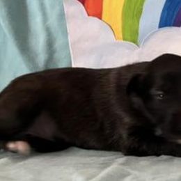 Girl 3 - Silken Windhound puppy in Punta Gorda, Florida from Sunkissed Silken Windhounds
