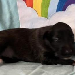 Girl 3 - Silken Windhound puppy in Punta Gorda, Florida from Sunkissed Silken Windhounds
